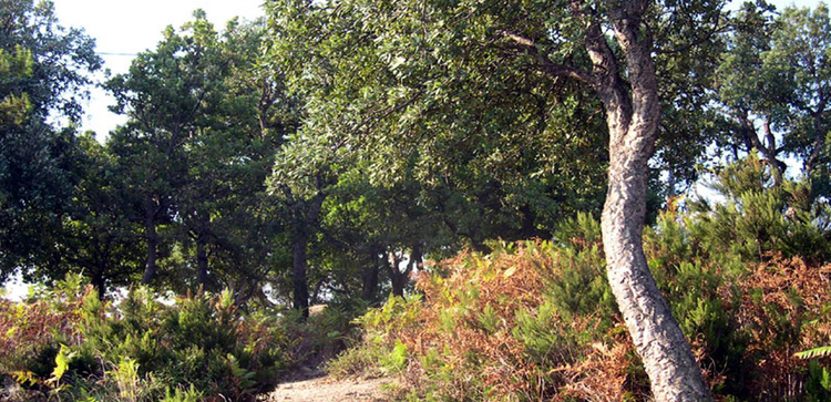 La natura